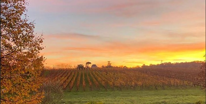 Vignes de Fronsac en automne